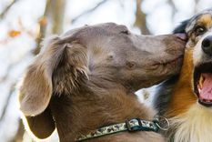 Conexión. Es profunda la que establecen los perros con los niños. Foto: Pet WebMD