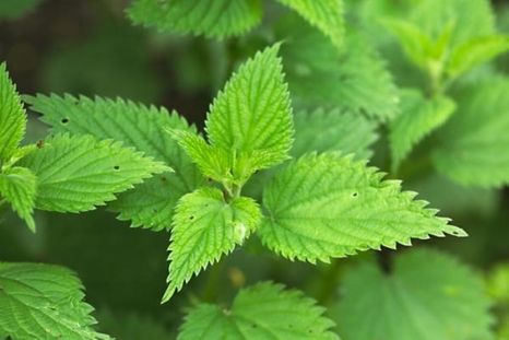 La planta de ortiga es muy beneficiosa para la salud. Foto: Shutterstock