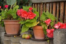Jardín Aprende a cuidar tus begonias Foto: Pixabay