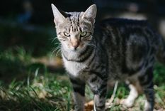 camaras y gps en gatos domesticos: prueban que son feroces asesinos