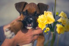 El desesperado pedido de una mujer: su expareja retuvo a su perra y no puede verla.