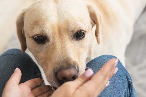 El comportamiento del perro puede reflejar confianza y apego hacia su dueño. Foto: Shutterstock El comportamiento del perro puede reflejar confianza y apego hacia su dueño. Foto: Shutterstock