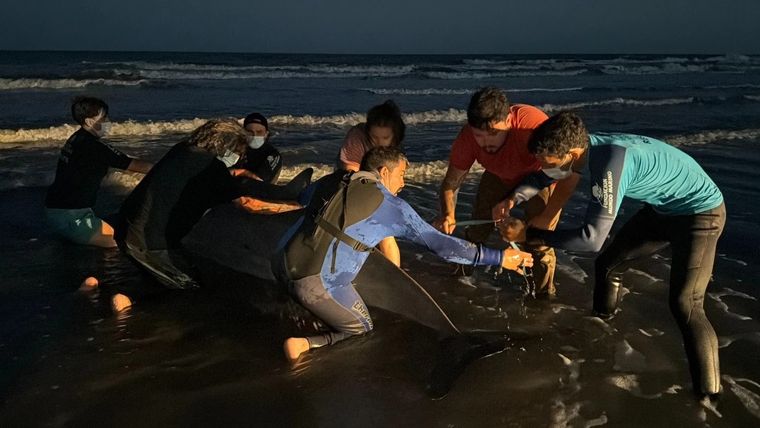 Un zifio juvenil, uno de los cetáceos menos conocidos, apareció herido en una playa céntrica de San Clemente de Tuyú.