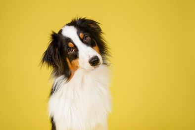 MDZol | Te contamos en esta nota el por qué de este adorable gesto de tu mascota Foto: Shutterstock