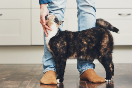 Los gatos demuestran su amor ronroneando, frotándose contigo, entre otros comportamientos Foto: Shutterstock