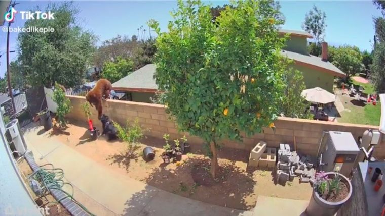 TikTok, mujer, oso, perros Fuente: TikTok @bakedlikepie