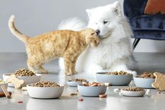 Esto fue lo que dijo la inteligencia artificial sobre la alimentación de las mascotas. Foto: Freepik. Esto fue lo que dijo la inteligencia artificial sobre la alimentación de las mascotas. Foto: Freepik.