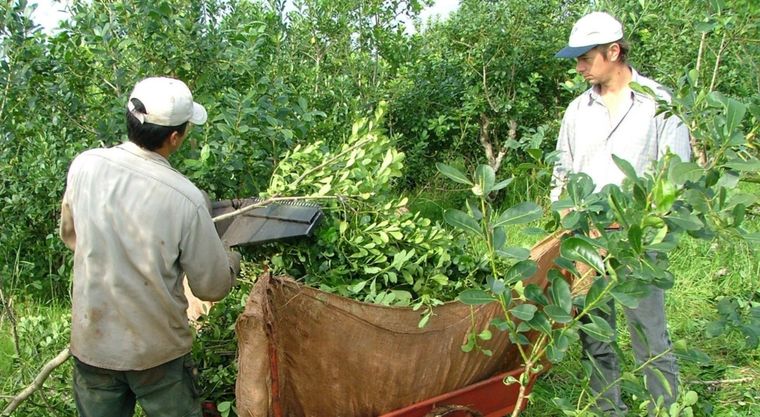 Productores yerbateros reclaman por un mejor precio de la hoja verde pero aún no hay acuerdo. Foto: Archivo MDZ