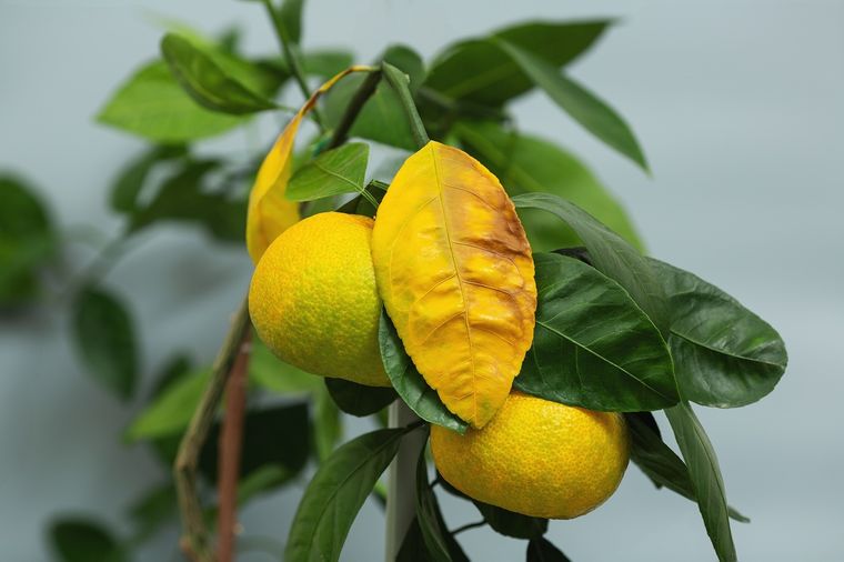 Un truco par ayudar a las plantas. Foto: Fuente: Shutterstock Un truco par ayudar a las plantas. Foto: Fuente: Shutterstock