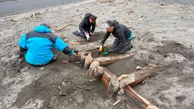 Relevamiento de restos de embarcación en Bahía Franklin, en la Isla de los Estados. Relevamiento de restos de embarcación en Bahía Franklin, en la Isla de los Estados.