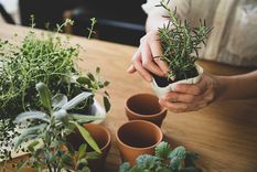 JARDÍN Hay varias especies que se dan a la perfección en macetas Foto: Fuente: Shutterstock