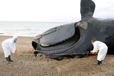 marea roja eleva a 30 el numero de ballenas muertas en chubut marea roja eleva a 30 el numero de ballenas muertas en chubut