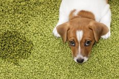 Los cachorros hacen esto por desconocimiento o para marcar territorio Foto: Shutterstock