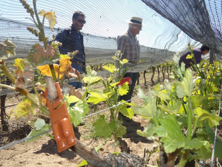 La primera etapa del operativo contra la polilla de la vid involucrará .000 productores y 130.000 hectáreas de viñedos