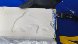 Cuatro personas terminaron detenidas luego de que un perro policía encontrara 14 kilos de cocaína en el micro. Cuatro personas terminaron detenidas luego de que un perro policía encontrara 14 kilos de cocaína en el micro.