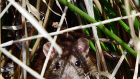 Cómo alejar ratas sin dañarlas. Foto: Wunderstock