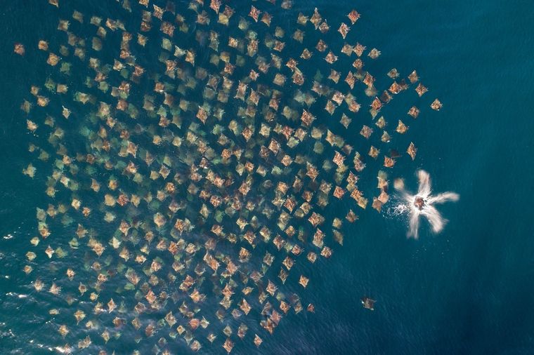 2° lugar en Fauna silvestre, Escuela de Rayas por Mark Carwardine Foto: https://droneawards.photo/