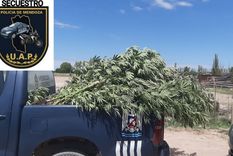 La policía secuestró una buena cantidad de marihuana de un vivero ilegal de Ugarteche
