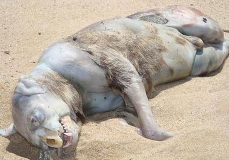 Foto del monstruo de Montauk aparecido en Nueva York.