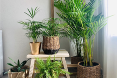 Además de aportar verde y frescura, las plantas pueden resultar grandes aliadas para decorar tu casa. Foto: Instagram