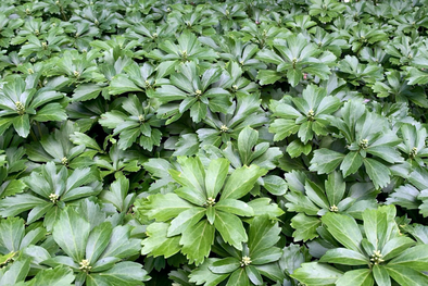 MDZol | Pachysandra terminalis (euphorbia japonesa) Foto: peekskillnurseries.com