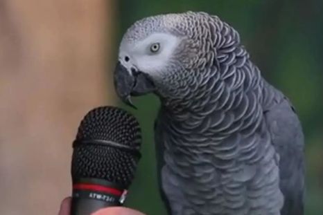 Loro Einstein. Loro Einstein.