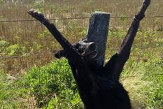 El dueño de la propiedad mató y crucificó a un perro que ingresó a buscar el rastro de un cerdo