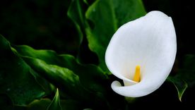 Conoce cuáles son los cuidados básicos para la cala Foto: Pexels Conoce cuáles son los cuidados básicos para la cala Foto: Pexels