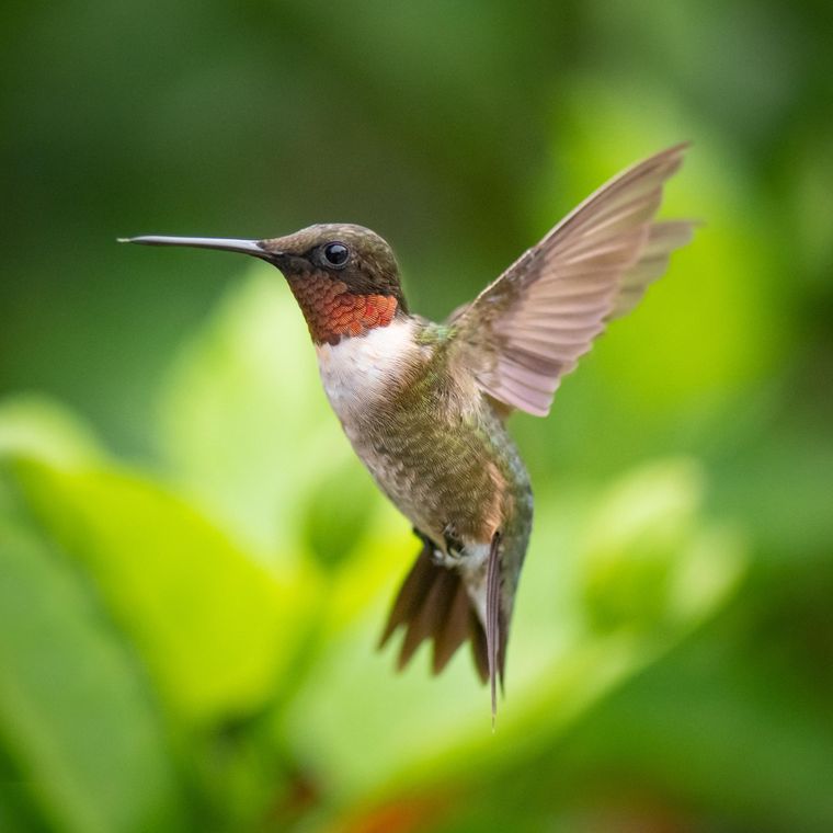 Si no querés que los colibríes dejen de visitar tu jardín, tenés que aplicar los trucos y secretos que te dejamos en el artículo Foto: Freepik