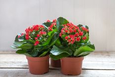 Las flores de la Kalanchoe alegran cualquier espacio interior durante el invierno, esto es lo que tenés que saber para tener una Foto: Shutterstock