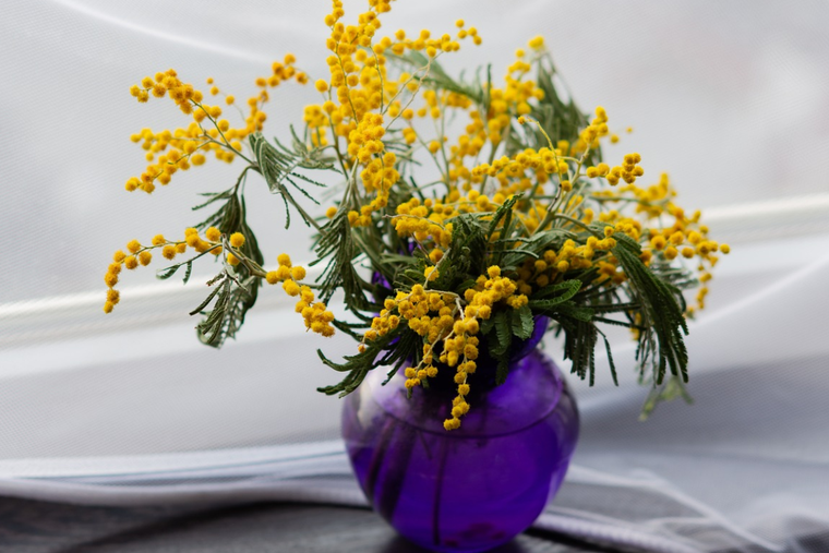 Mira la increíble planta llamada mimosa que es perfumada y debes tener. Foto: Pixabay - pixabay.com