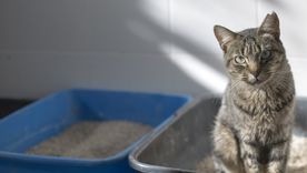 Dos ingredientes simples para neutralizar la orina y mantener la casa sin olores. Foto: Shutterstock Dos ingredientes simples para neutralizar la orina y mantener la casa sin olores. Foto: Shutterstock