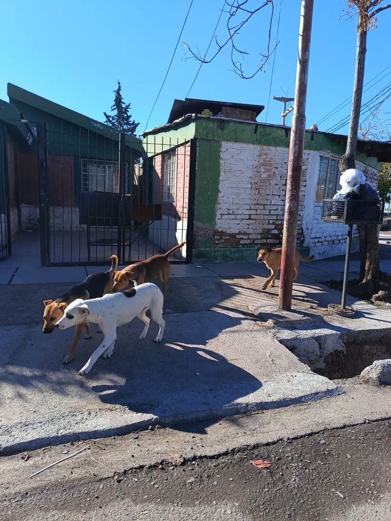 Perros de vida libre siguiendo a quienes realizaron el relevamiento en La Favorita. Perros de vida libre siguiendo a quienes realizaron el relevamiento en La Favorita.