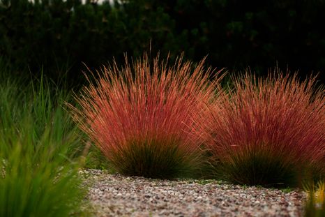 Las gramíneas ornamentales aportan profundidad y movimiento sin recargar el jardín. Las gramíneas ornamentales aportan profundidad y movimiento sin recargar el jardín.