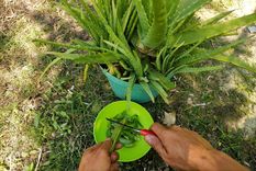 Los mejores trucos para el jardín. Foto: Fuente: Shutterstock