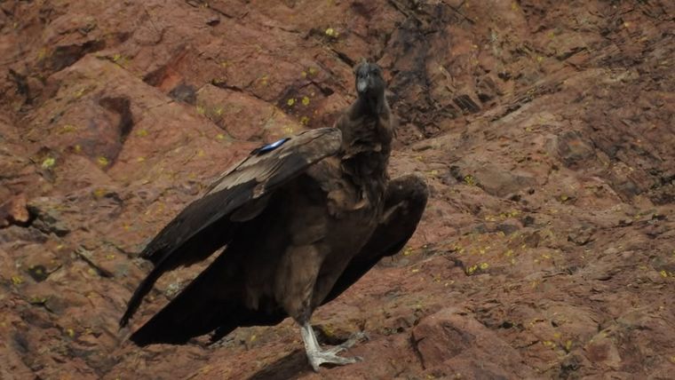 “Kamin” y “Kuraq” son las aves que nacieron en cautiverio y que fueron liberadas el lunes en Río Negro.
