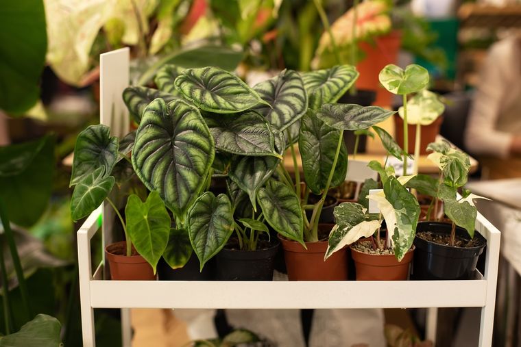 JARDÍN EL FENG SHUI DICE QUE ALGUNAS ESPECIES ATRAEN MAYOR ENERGÍA QUE OTRAS. Foto: SHUTERSTOCK