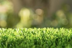 Lograr un césped soñado es posible Foto: Shutterstock