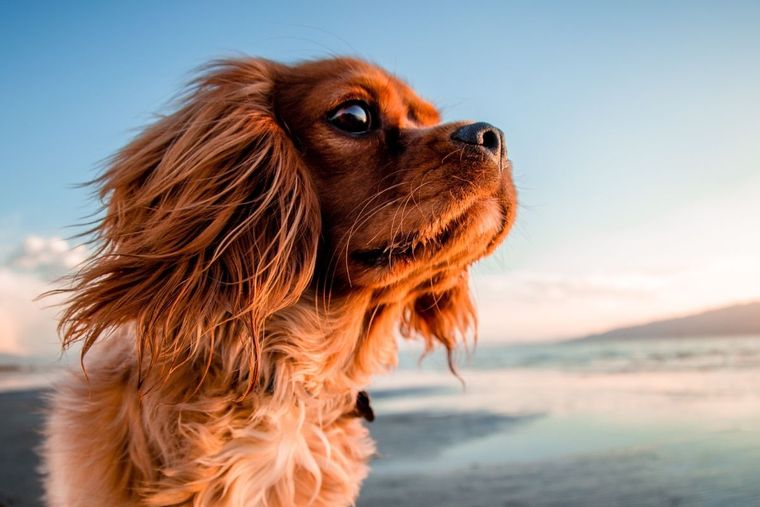 Perro de compañía Perro, Perro de compañía Foto: Canva