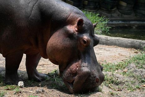 Unos 80 hipopótamos enfrentan la eutanasia en Colombia por decisión de las autoridades. Unos 80 hipopótamos enfrentan la eutanasia en Colombia por decisión de las autoridades.