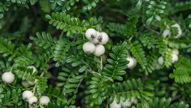 Osteomele, es una de las tres plantas que purifican el aire.
