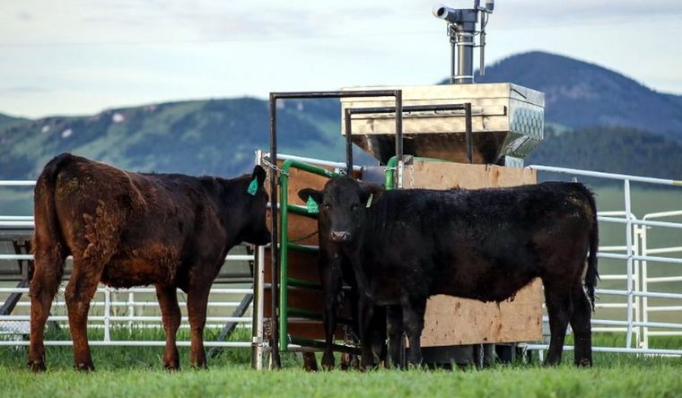 Novillos pastan en un rancho de Montana, Estados Unidos. Foto: Dpa.