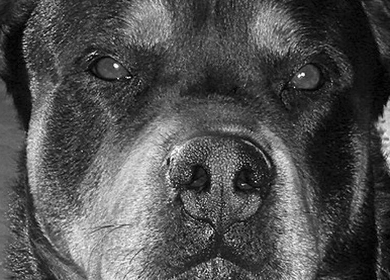 Los rottweilers son un peligro probado. Foto: Nacho Gaffuri / MDZ