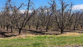 La resolución reconoce daños de hasta el 80% o más en explotaciones agrícolas de distintos departamentos mendocinos. La resolución reconoce daños de hasta el 80% o más en explotaciones agrícolas de distintos departamentos mendocinos.
