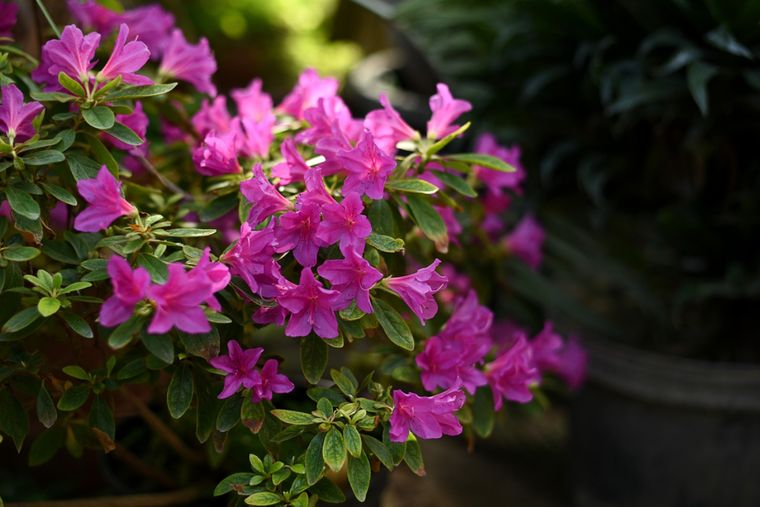 Foto: Shutterstock
