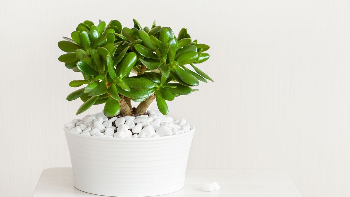 El truco barato que hace florecer la planta de jade