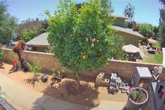 TikTok, mujer, oso, perros Fuente: TikTok @bakedlikepie