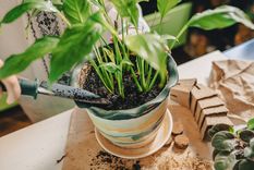 planta Las plantas revivirán con este truco. Foto: Fuente: Shutterstock