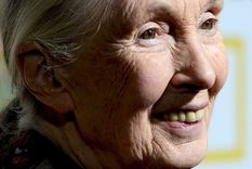 Jane Goodall: Sabiduría es cuando la cabeza y el corazón trabajan juntos y tomamos decisiones basadas en cómo afectarán a las generaciones futuras y al planeta. Foto: GETTY IMAGES