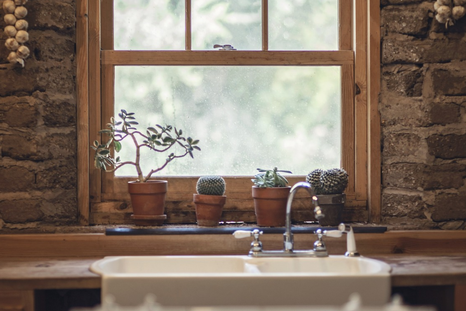 Conoce las siete plantas de interior más originales para decorar tu casa
